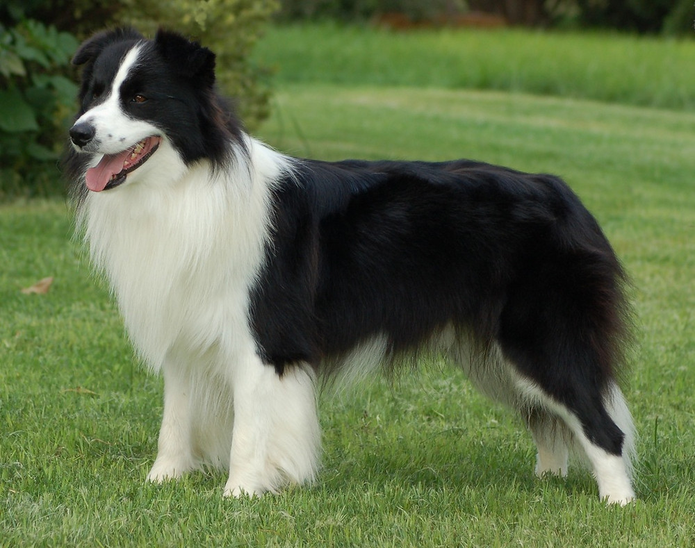 Border Collie, Características e como cuidar