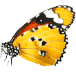 https://quintadapatada.com/wp-content/uploads/2019/08/butterfly.png