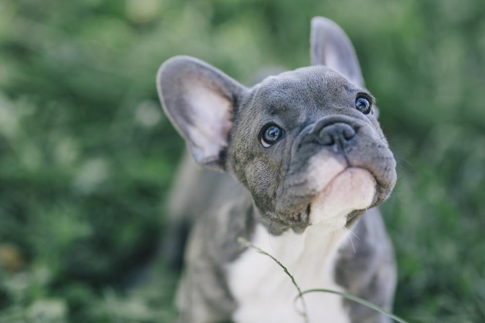 As características do Bulldog