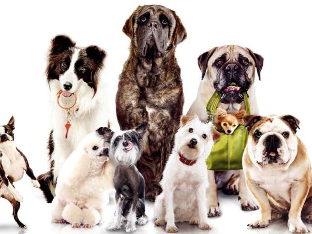 Grupos de cães e suas funções