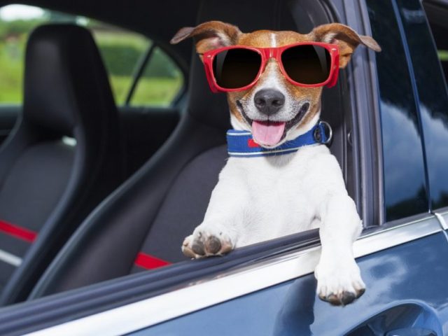 Viajar de carro com um cão: tudo o que precisa de saber… e alguma coisa mais!
